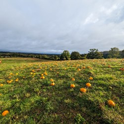 Pumpkins for Magna
